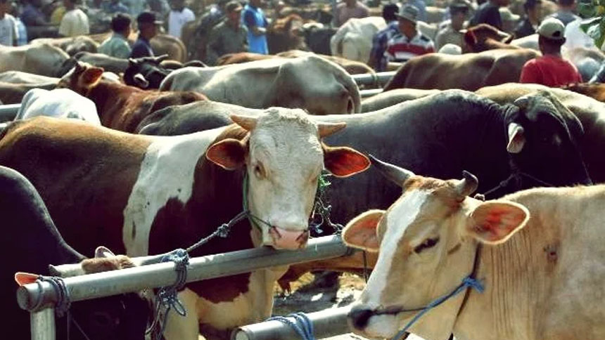 Dalil dan Hadits Tentang Qurban Sapi Untuk 7 Orang