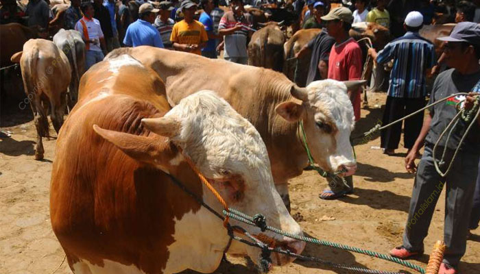 4 Hadits Tentang Qurban: Dalil Arab, Terjemahan, & Hukumnya